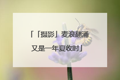 「摄影」麦浪翻涌 又是一年夏收时