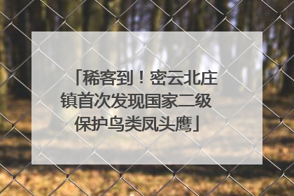 稀客到！密云北庄镇首次发现国家二级保护鸟类凤头鹰