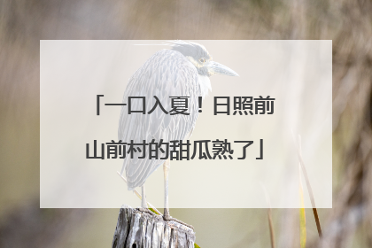 一口入夏！日照前山前村的甜瓜熟了