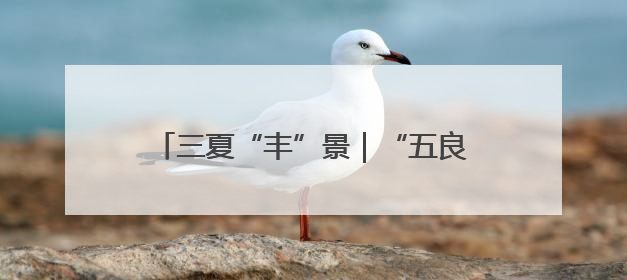 三夏“丰”景｜“五良”齐迎北京小麦收获日