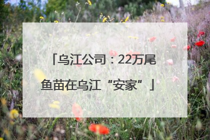 乌江公司：22万尾鱼苗在乌江“安家”