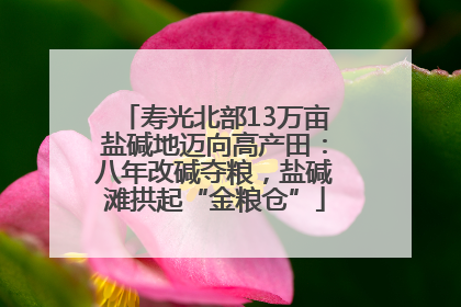 寿光北部13万亩盐碱地迈向高产田：八年改碱夺粮，盐碱滩拱起“金粮仓”