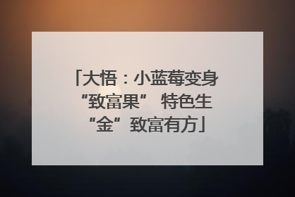 大悟：小蓝莓变身“致富果” 特色生“金”致富有方