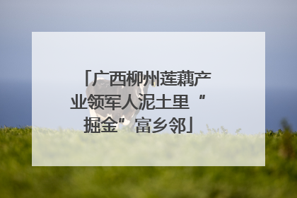 广西柳州莲藕产业领军人泥土里“掘金”富乡邻