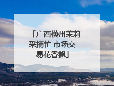 广西横州茉莉采摘忙 市场交易花香飘