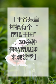 平谷东高村镇有个“南瓜王国”，30余种奇特南瓜迎来观赏季