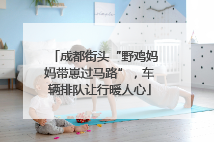 成都街头“野鸡妈妈带崽过马路”，车辆排队让行暖人心