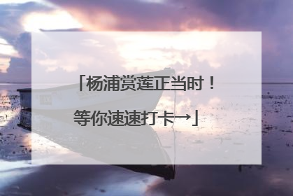 杨浦赏莲正当时！等你速速打卡→