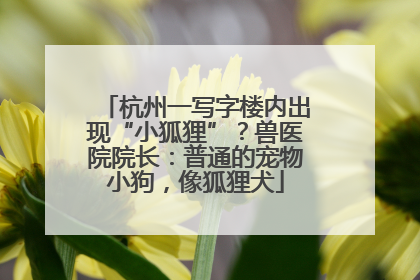 杭州一写字楼内出现“小狐狸”？兽医院院长：普通的宠物小狗，像狐狸犬