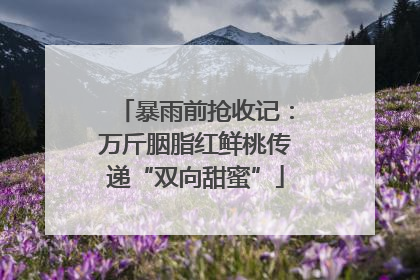 暴雨前抢收记：万斤胭脂红鲜桃传递“双向甜蜜”