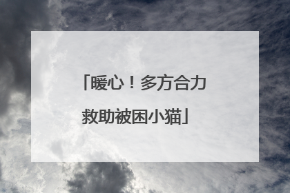 暖心！多方合力救助被困小猫