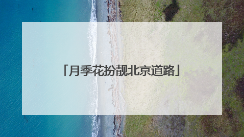 月季花扮靓北京道路