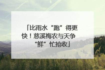 比雨水“跑”得更快！慈溪梅农与天争“鲜”忙抢收