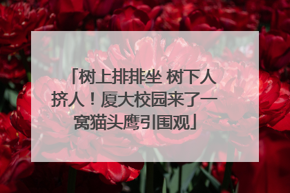 树上排排坐 树下人挤人!厦大校园来了一窝猫头鹰引围观