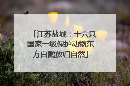 江苏盐城：十六只国家一级保护动物东方白鹳放归自然