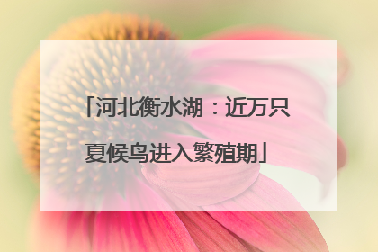 河北衡水湖：近万只夏候鸟进入繁殖期