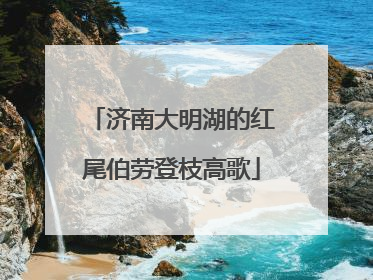 济南大明湖的红尾伯劳登枝高歌