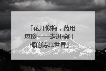 花开似梅，药用堪珍——走进榆叶梅的诗意世界