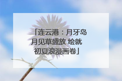 连云港：月牙岛月见草盛放 绘就初夏浪漫画卷