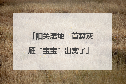 阳关湿地：首窝灰雁“宝宝”出窝了